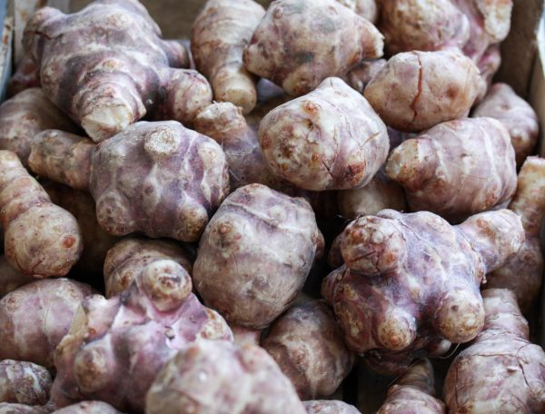 Topinambour 1 Topinambour